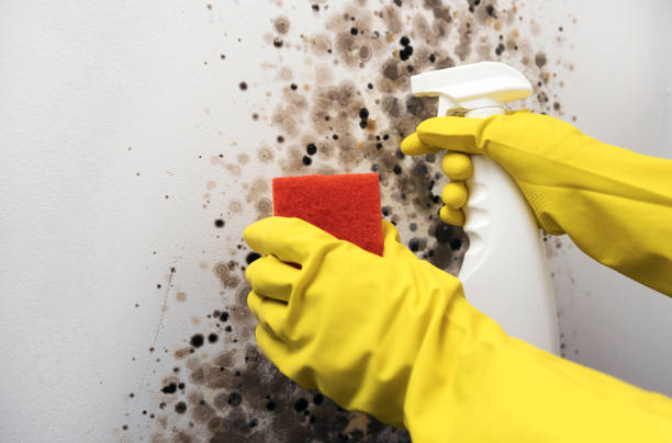 Best Commercial Mold Remediation in Lawson, MO