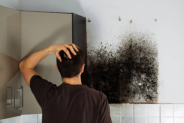 Best Emergency Mold Remediation in Lawson, MO